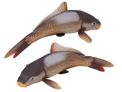 Fish carp 3D model buy