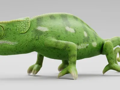 Flap Necked Chameleon Rigged 3D model