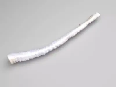 Tapeworm 3D model
