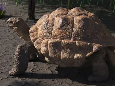 Dirty Old Giant Turtle Stand Pose(1) 3D model