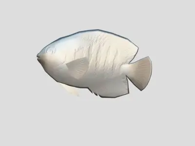 Flame Angelfish Realistic Animated Low-poly 3D model