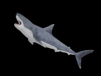 Great White Shark Low-poly 3D model 12