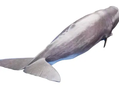 Sperm Whale  purchase 3D model