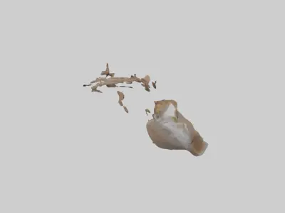 Squirrel Tail 3D model
