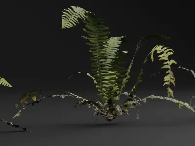 Bracken Fern Plant 3D model