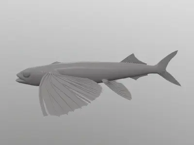 Exocoetidae flying fish 3D model
