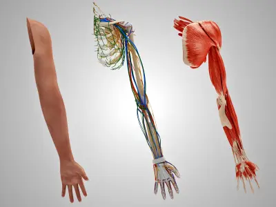 Complete Human Arm Anatomy 3D model