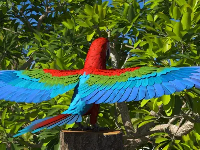 Red and Green Macaw Parrot Rigged for Cinema 4D 3D model