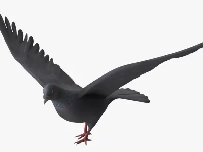  Lowpoly Pigeon Wingspread Black Rigged for Maya 