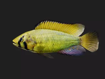Snapper Low-poly 3D model 17