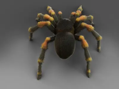 3D Spider Tarantula Rigged  Low-poly 3D model
