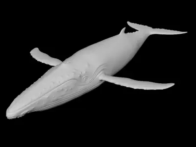 Whale Rigged 3D model