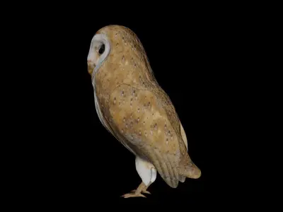 Barn Owl and white goose bird Low-poly 3D model