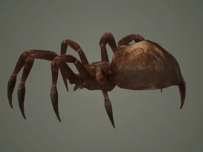 spider arachnid scary insect tarantula creepy animal  3D model