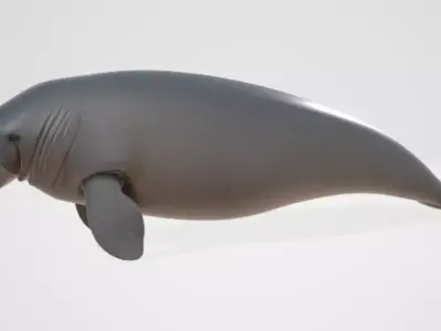 Dugongo 3D model