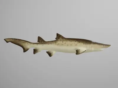 Sand Tiger Shark Low-poly 3D model