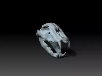 Cheetah Skull  3D model