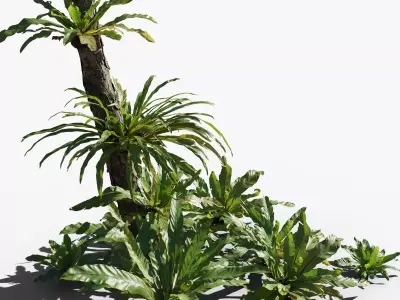 Birds Nest Fern Asplenium Nidus VFX Grace Low-poly 3D model