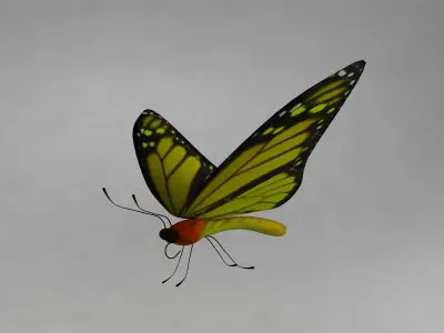 Butterfly 3D model shop