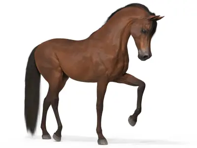 Arabian Horse Brown Fur Rigged  purchase 3D model