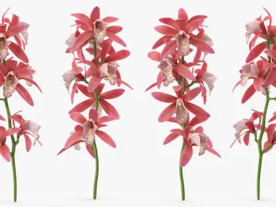 Pink Orchid Branch 3D model