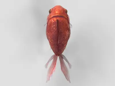 Low Poly Goldfish Low-poly 3D model