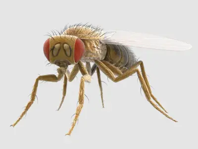  Drosophila Melanogaster 'Fruit Fly' 
