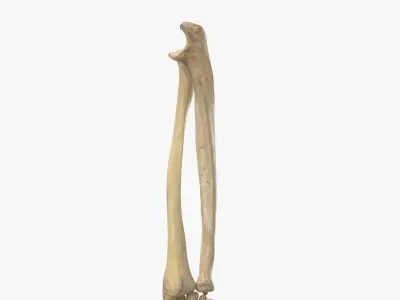 Real Human Hand Ulna and Radius Bones Anatomy 01 3D model