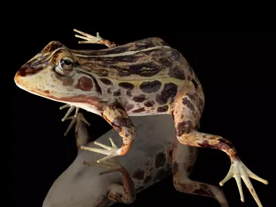 cascades frog Low-poly 3D model