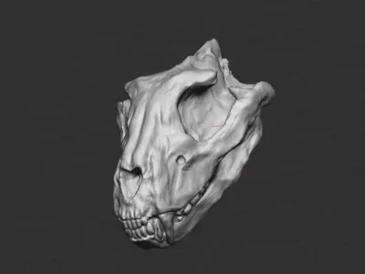 animal skull  3D model