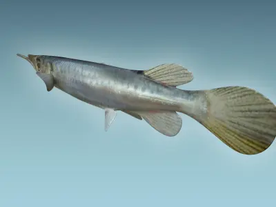 Wrestling Haflbeak Fish 3D model
