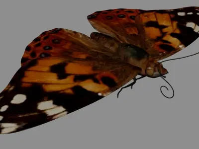 Painted Lady - Butterfly Model 3D model