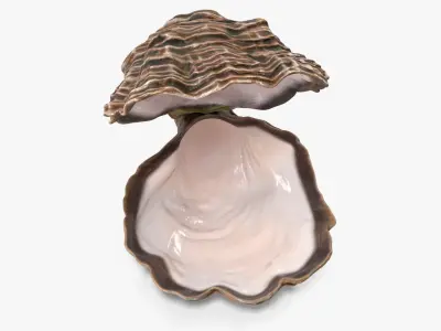  Open Oyster Shell White 