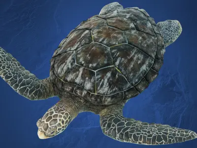 SeaTurtle Low-poly 3D model