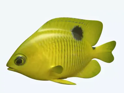 Yellow Fish 3D model