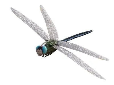 Anax imperator 3D model purchase