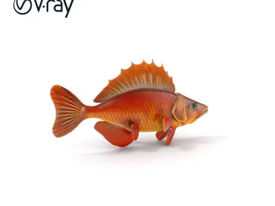 Realistic Perch Fish Model Pack for D Design and Animation Low-poly 3D model