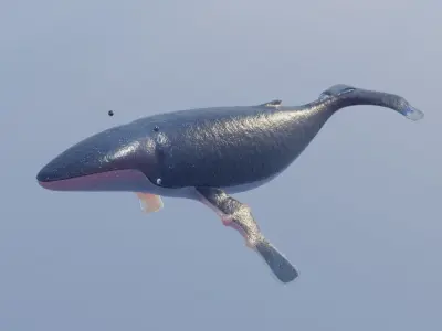 Humpback Whale Low-poly 3D model buy