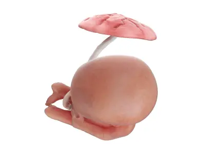 Fetus Week 16 Animated 3D model