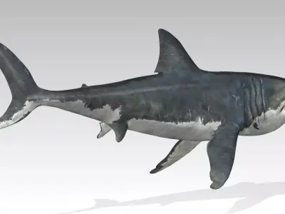 Megalodon Low-poly 3D model buy