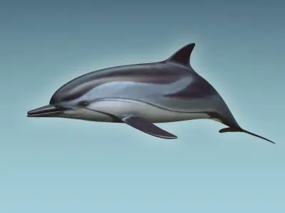 Dolphin 3D model 4