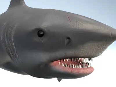 White Shark  Low-poly 3D model