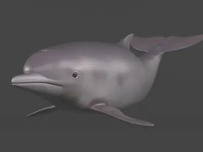 Dolphin 3D model 2