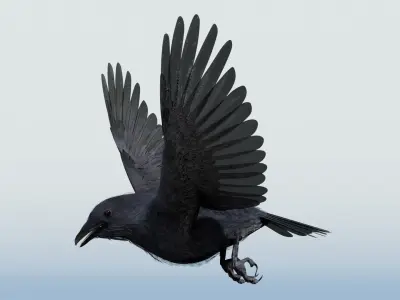 CROW - BLENDER Low-poly 3D model