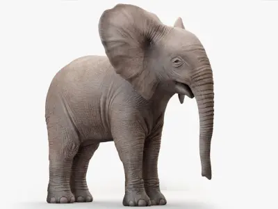 Elephant Baby Rigged 3D model