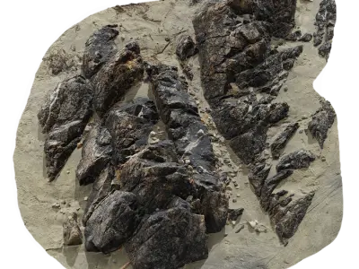  Large Dark Jagged Beach Rock Model  purchase