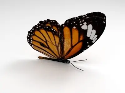 Butterfly monarch - monarch Low-poly 3D model