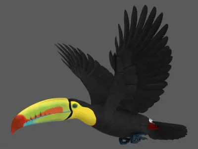 Keel-billed Toucan 3D model
