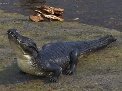 Black Caiman Looking Up 3D model
