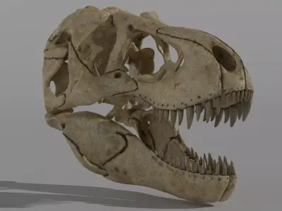 Tyrannosaurus Rex Skull Model 3D model